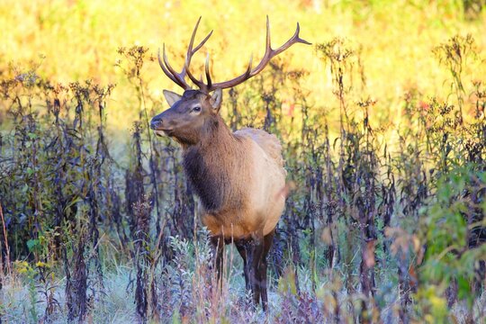 Closeup Shot Of A Wapiti In Nature