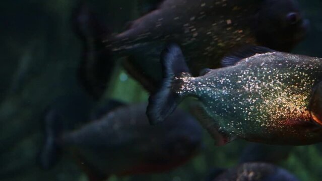 Close-up on a floating flock of piranhas