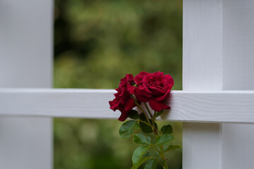 RED ROSE - Beautiful blooming flower in an ornamental garden
