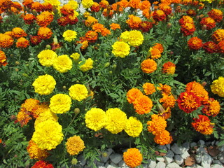 春の花壇に美しく咲き誇る、黄色やオレンジ色が鮮やかなマリーゴールド