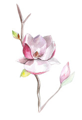 Watercolor sketch of magnolia. Isolated flower on a white background.