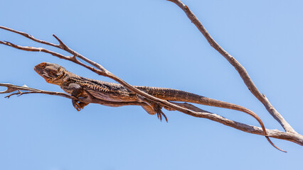 Australian lizard on the top of a dead tree