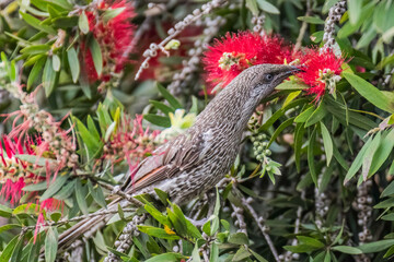Little Wattlebird in the bottlebrush tree