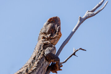 Australian lizard on the top of a dead tree