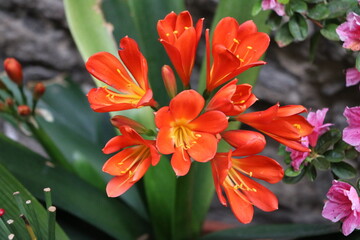 Blooming Clivia miniata