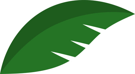 Palm leaf tropical plants