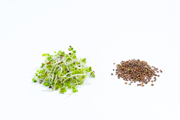 Young green radish microgreen sprouts with roots, grown for food. Near brown seeds.Concept of growing greens for healthy eating, vegetarianism, wholesome foods and veganism.