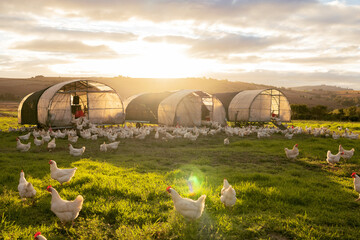 Farm, agriculture and sustainability with chickens on a field of grass for free range poultry...