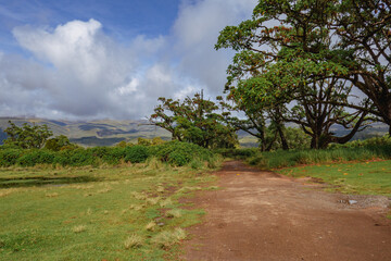 A dirt road amidst trees and mountains at Chogoria Route, Mount Kenya National Park, Kenya