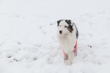 Australian Shepherd dog in winter garden