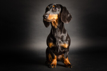Sitzender Dackel