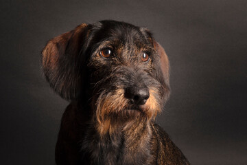 Rauhaardackel Portrait