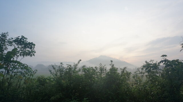 Trees And Mountains