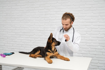 Portrait of animal doctor and patient dog. Alsatian looking carefully at veterinarian hand....