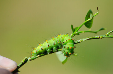 green caterpillar sitting on a flower