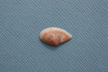 Seashell of bivalve mollusc Mediterranean tellin (Peronaea planata) on a blue background. Place of find: Aegean Sea, Greece, Thasos island