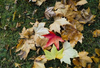 Verschiednes Herbstlaub Wiese, Marburg