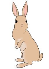 ウサギ　立つ　茶色