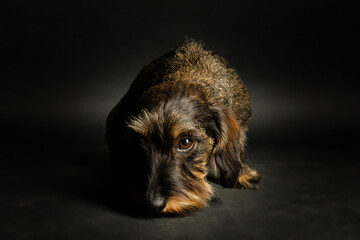 Kleiner RAuhaardackel