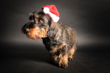 Rauhaardackel mit Weihnachtsmannm&uuml;tze