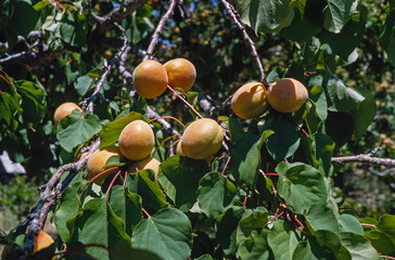 peach tree, peaches, fruit, new mexico, usa,