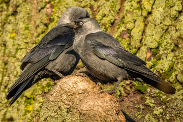 Pair of Corvus monedula. Western jackdaw birds