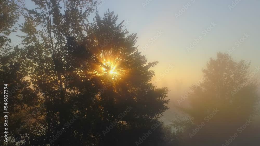 Poster rays of morning sun break through misty tree branches. sunrise on the river with trees in fog