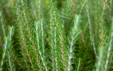 Fototapeta na wymiar Close-up fresh organic Rosemary herb grow outdoor. Aromatic and medicinal PIanta. Healthy, natural condiments for cooking, making a honey Bio ingredients for cosmetics,