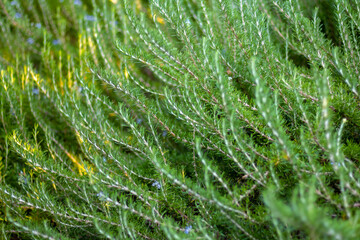 Fresh organic rosemary bush grows outdoors. Aromatic and medicinal PIanta. Healthy, natural condiments for cooking, making a honey Bio ingredients for cosmetics,