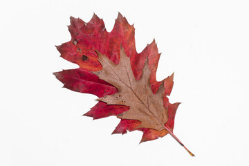 Autumn painting, red oak leaf isolated on white background, different colors. The smaller rests on the larger. Red, orange, brown dry autumn leaves. Botanical educational concept