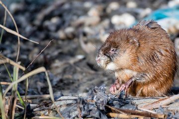Portrait of a muskrat, ondatra zibethicus, rodent found in wetlands