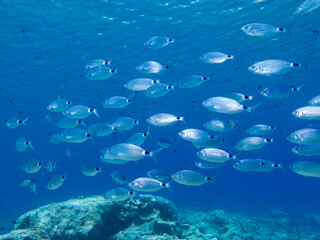 School of saddled sea bream from Cyprus 