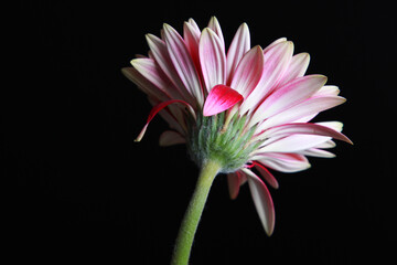 ガーベラの花 一輪 裏側から見た花房