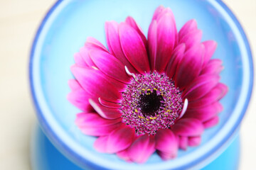 ガーベラの花 一輪 水に浮く花房