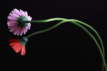 ガーベラの花 長い茎と花房