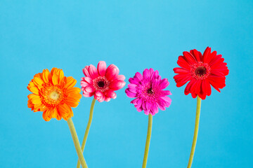 ガーベラの花 カラフルな花束 花房