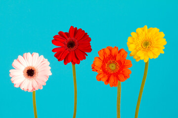 ガーベラの花 カラフルな花束 花房