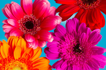 ガーベラの花のアップ カラフルな花束 花房