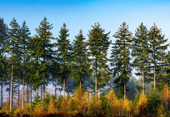 row of birch trees in autumn colors with fir trees in the background