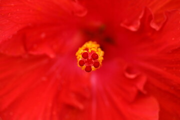 ハイビスカスの花 花弁のクローズアップ