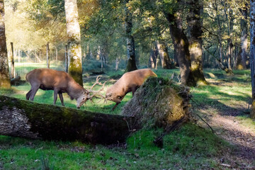 Two male deer in plain combat in the forest in autumn