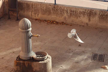 Fuente antigua del barrio
Detalle de paloma volando