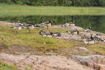 Group of Barnacle goose (Branta leucopsis) on a rocky shore near the water. Animals in their natural habitat.