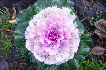 Obraz premium decorative leafy cabbage. bright pink inflorescence close-up photo