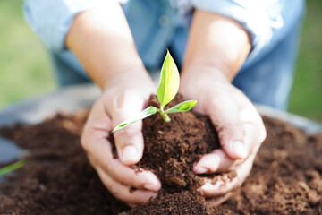 Tree growing with hand, eco earth day, save world, save earth, go green