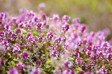 Thyme herb with flowers, blurred background. Fresh thyme sprigs closeup, aromatic herbs