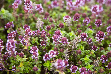 Thyme herb with flowers, blurred background. Fresh thyme sprigs closeup, aromatic herbs