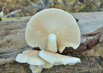 Edible mushrooms (Pleurotus pulmonarius)