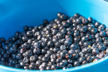 A bucket of ripe and fresh blueberries collected in the forest. Gifts of nature and forests. Healthy eating.