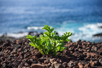 An evergreen plant. Close-up. Tenerife. Canary Islands. Spain. Art lens. Swirl bokeh. Focus on the center.
